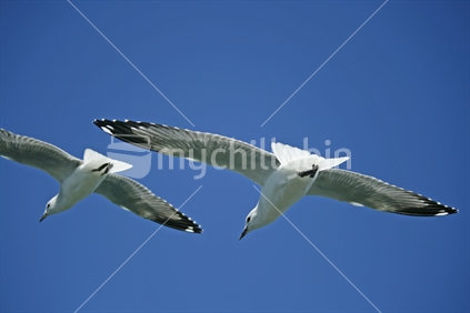 Two seagulls flying overhead, with sunlight catching the white feathers of their tails.