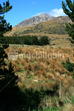 A view of native red tussock and rolling farmland, through a gap in a row of pine trees, Southland, New Zealand
