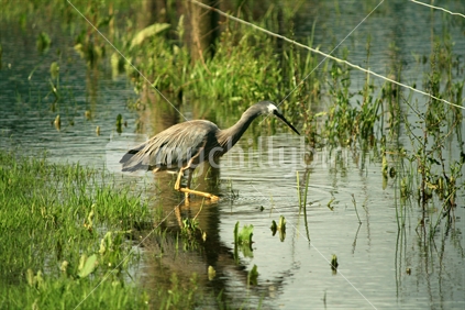 A white faced grey heron fishing at the edge of a flood.