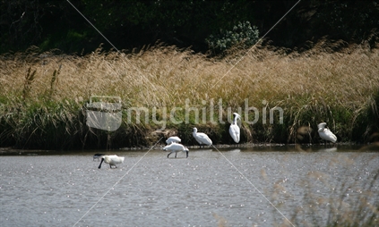 A large family of spoonbills feeding in a tidal estuary.
