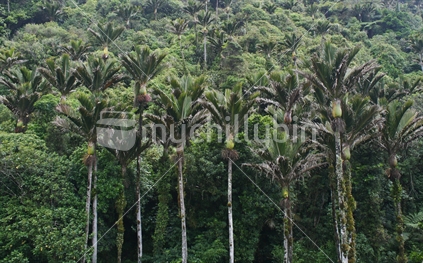 A large stand of mature nikau palms in native bush.