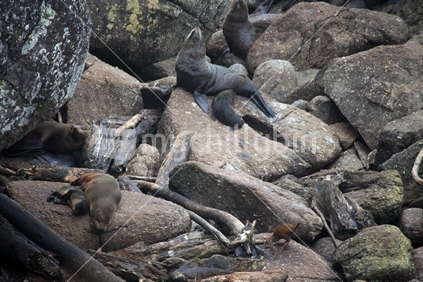 Adult and baby fur seals sleeping in the sun on rocks with a weka bird feeding in the foreground.