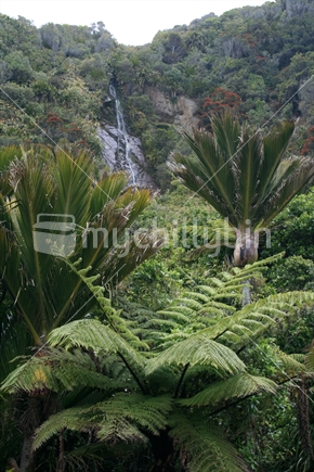 Ponga  and Nikau trees with a waterfall surrounded by native bush.