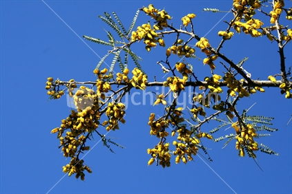 Looking up into the beautiful bright yellow flowers of the kowhai tree