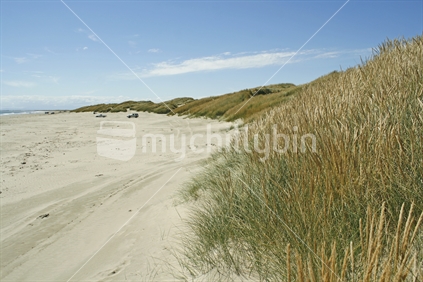 Marram grass in flower along Oreti Beach, with vehicles parked in the distance. Southland, South Island.