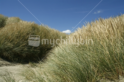Clumps of flowering marram grass with a clear blue sky.