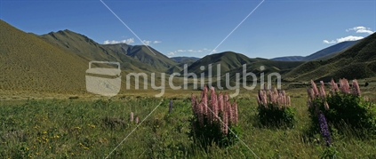 Wild lupins at the highest point of the main highway, looking out over the Lindis valley, Central Otago, South Island.