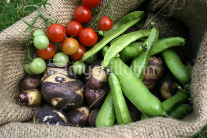 A hessian sack bag loaded with fresh Karuparera or Maori potatoes, cherry tomatoes, beans and broad beans from the garden.