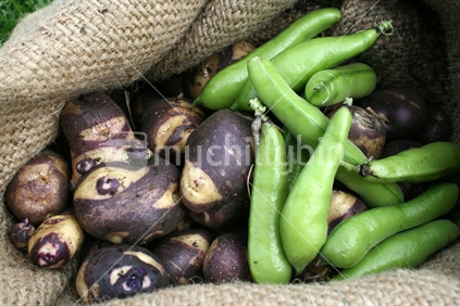 A hessian sack bag loaded with fresh broad beans and karuparera or  Maori potatoes from the garden.