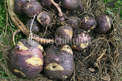 Freshly dug karuparera or Maori potatoes still attached to their roots and stems.