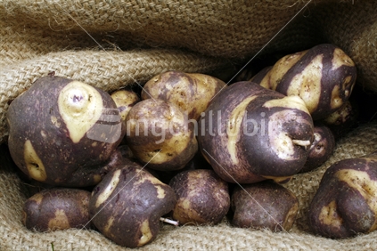 A hessian sack bag loaded with fresh karuparera or Maori potatoes from the garden.
