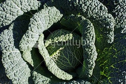 A crisp green crinkly leafed cabbage in the sunshine.