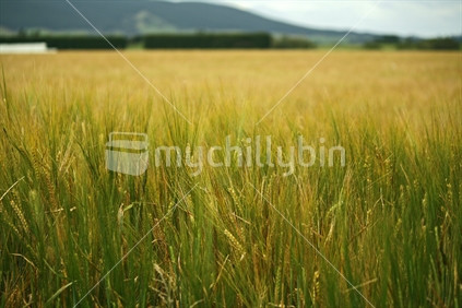 Acres of golden grain in a field.