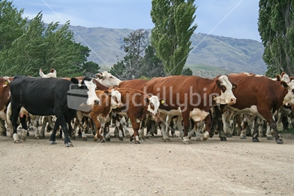 A herd of hereford breeding cows and calves, being moved between paddocks, on a high country farm, Central Otago, South Island.