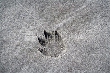 A single paw print of a dog, in wet grey sand.