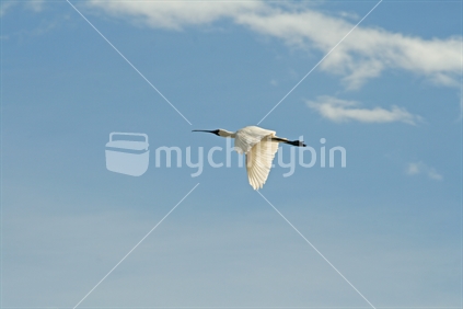 A spoonbill in flight, against a blue sky.