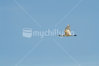 A spoonbill in flight, against a blue sky.