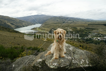 A pet puppy posing on a large rock, with Clyde Dam and the Lake Dunstan and Dunstan Range hills in the background.  Central Otago, South Island.