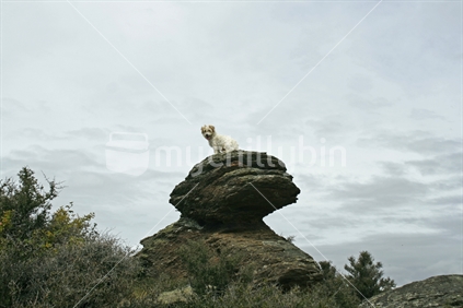 A pet puppy posing on a large rock in the hills of Central Otago, South Island.