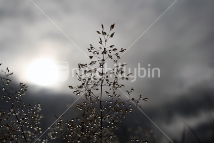 Early morning dew on Yorkshire fog grass seed, with misty background, 