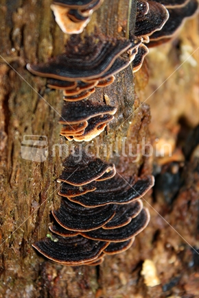 Frills of dark brown toadstools with creamy edge, growing on the side of a treetrunk on the forest floor.