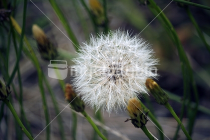 A feathery white dandelion head surrounded by dying flowers.