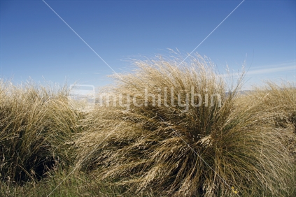 In full flower, a clump of golden tussock.