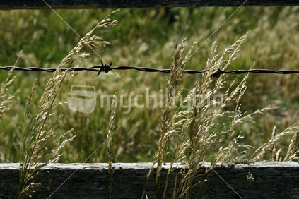 A string of barbed wire between two wooden boards on a fence with grass seed heads.