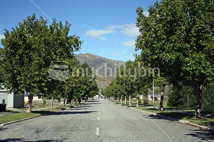 A tree lined street in Cromwell, Central Otago.