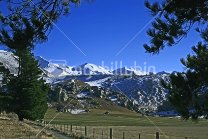  Pine tree branches framing view of Castle hill and snow capped mountains,  Canterbury, South Island.