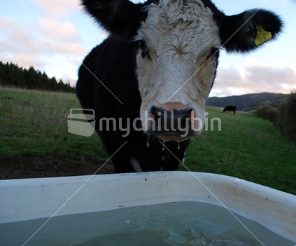 Drinking cow, New Zealand