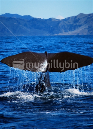 Tail of a sperm whale in Kaikoura