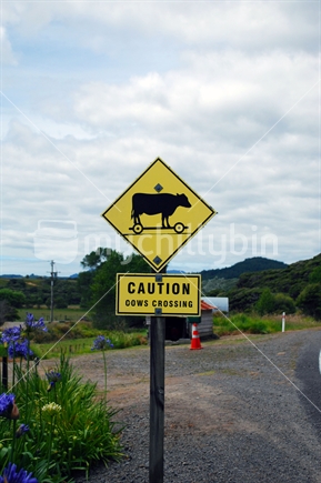 Caution, Cows crossing road sign