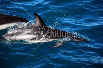 Hector Dolphins, Marlborough Sounds
