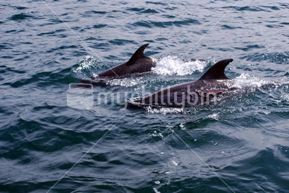 Bottlenose dolphin couple