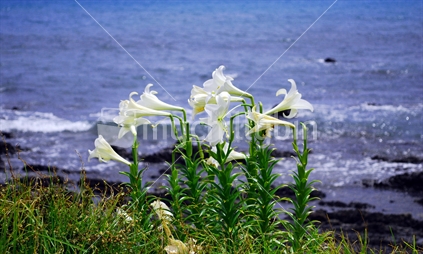 While lilies in front of the sea