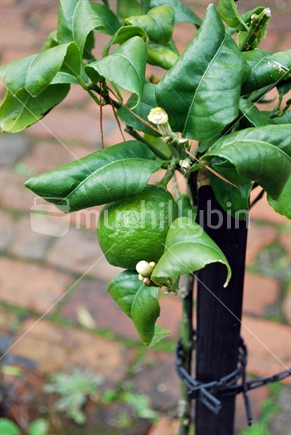 Lemon tree