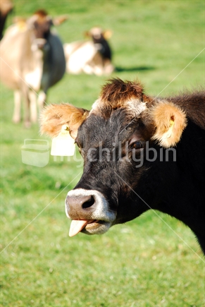 Cow pokes it's tongue out