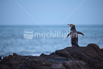 Yellow-eyed Penguin drying off after a long day of swimming