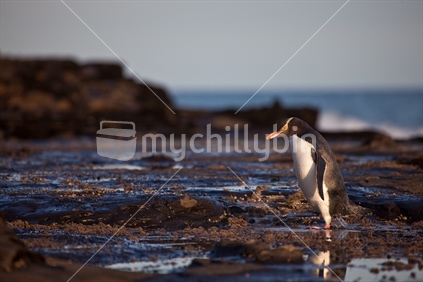 A yellow-eyed penguin walking through the petrified forest in Curio Bay, New Zealand