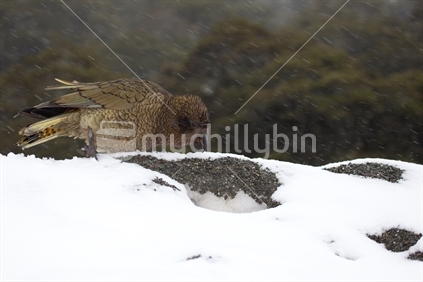 Kea playing in the snow