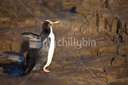 Yellow-eyed Penguin drying off at Curio Bay, in the Catlins, New Zealand