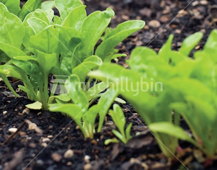 Closeup of rocket salad green seedlings growing in vegetable garden.