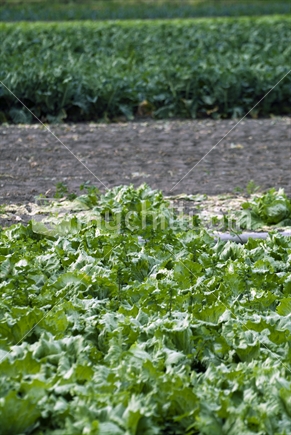 Crop of lettuce growing in a field on a South Island farm, New Zealand. A crop of silverbeet growing in the background.