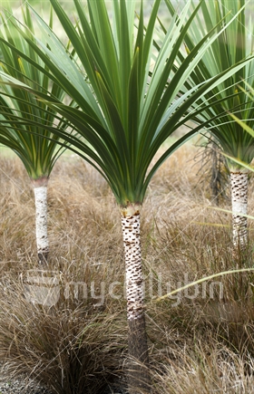 Nikau palms/Cabbage trees growing surrounded by beach tussock grasses, New Zealand.