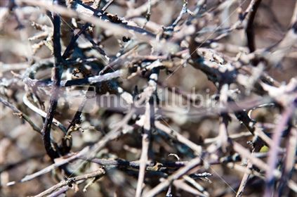 Close up detail of a bramble of branches, New Zealand.