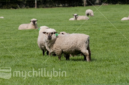 Front on view of a sheep in a farm paddock with green grass.