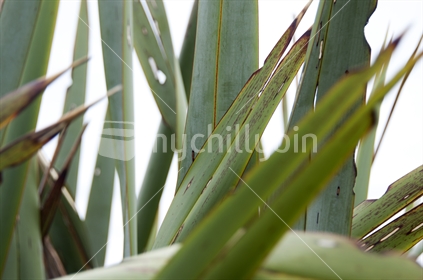 Close up of flax leaves