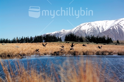 Canada Geese flying over a pond in the Lake Coleridge area, with mountain and tussock backdrop, South Island, New Zealand.