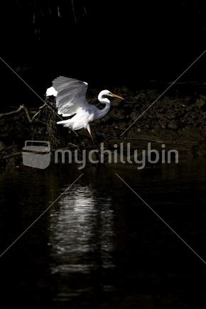 Single white heron in mid flight over a river, West Coast, South Island, New Zealand.